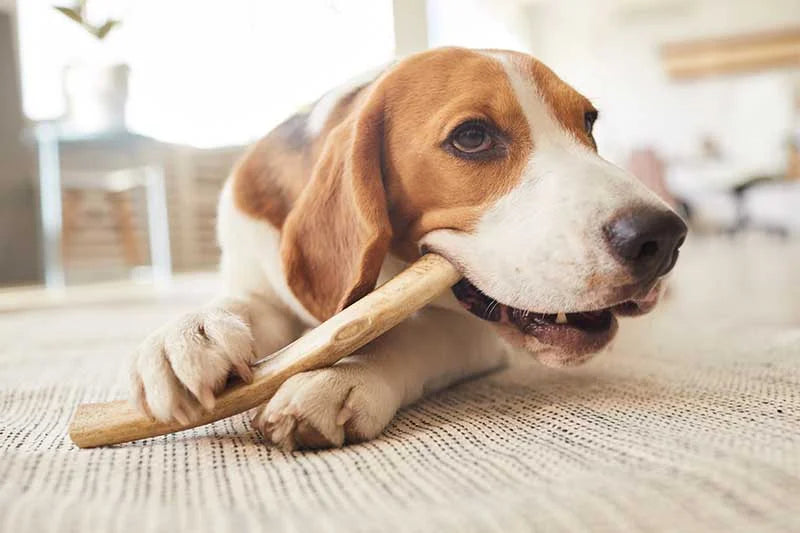 Why Long-Lasting Chews Are Essential for Your Dog’s Health